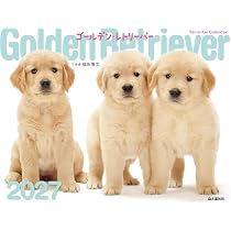 ★美品♪【YOMIKO Yellow Lab】 リアル★ゴールデンレトリバー？★ カレンダー2027 ゴールデン・レトリーバー（月めくり/壁掛け/犬